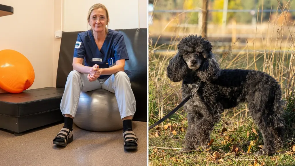 Ann Essner, legitimerad sjukgymnast med doktorsexamen i fysioterapi för djurrehabilitering, sitter på en pilatesboll i träningsmiljö. Till höger syns en svart pudel utomhus med koppel i höstlandskap.