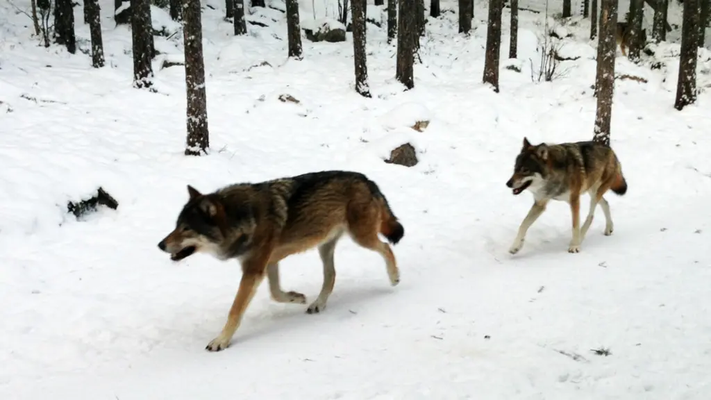 Unga vargar i hägn på morgonpromenad mellan mat och lek. Foto: Hasse Persson