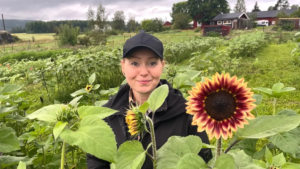 Emelie Vesterholm står bland solrosor i Segersta. I bakgrunden syns en lantlig miljö med röda hus och gröna fält under en molnig himmel.
