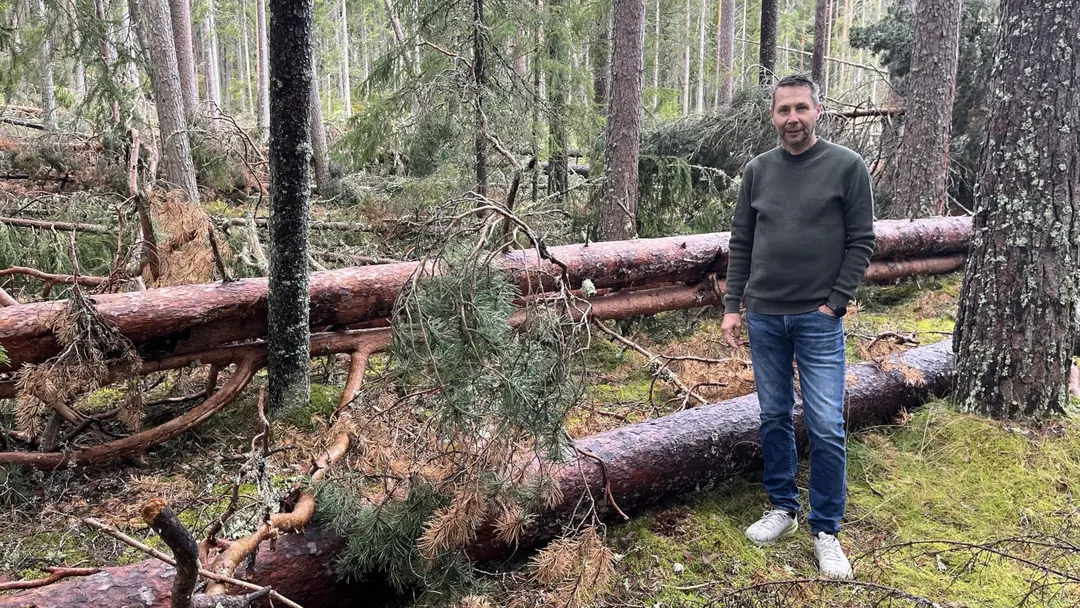 Stormfällda träd fara i friluftsområdet Rönnås | Sveriges Radio