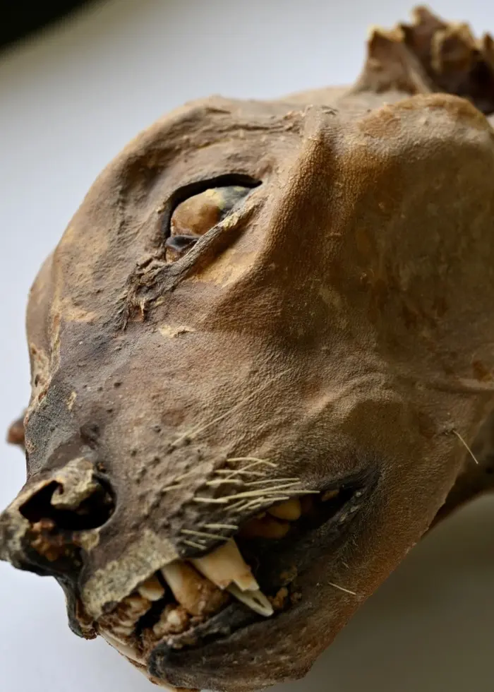 Bild på en mumifierad gepard som upptäckts i grottor i Saudiarabien. Djuret är välbevarat med synliga tänder och ansiktsdrag, och tros vara mellan 130 och 1800 år gammalt.