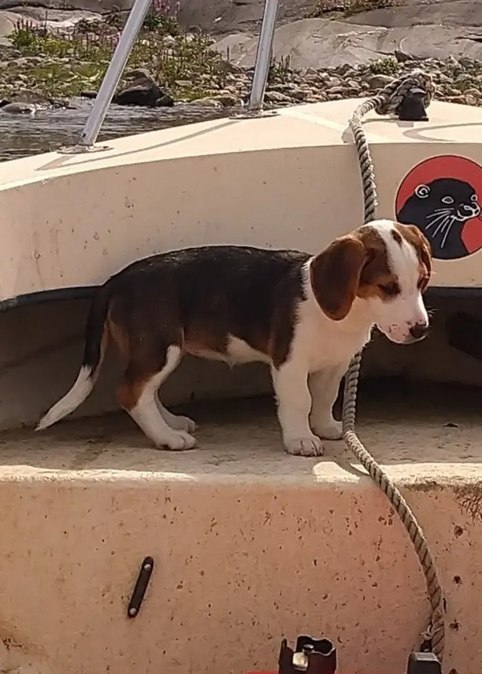 En man håller en antennansluten enhet i sin hand, och bredvid syns en dreverhund vid en betongstruktur utomhus.