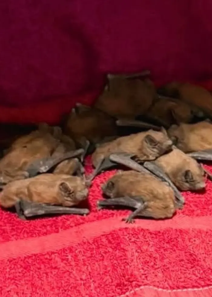 En svensk djurambulans med en uniformsklädd person står parkerad utomhus. Bredvid syns en grupp fladdermöss liggandes på en röd filt.