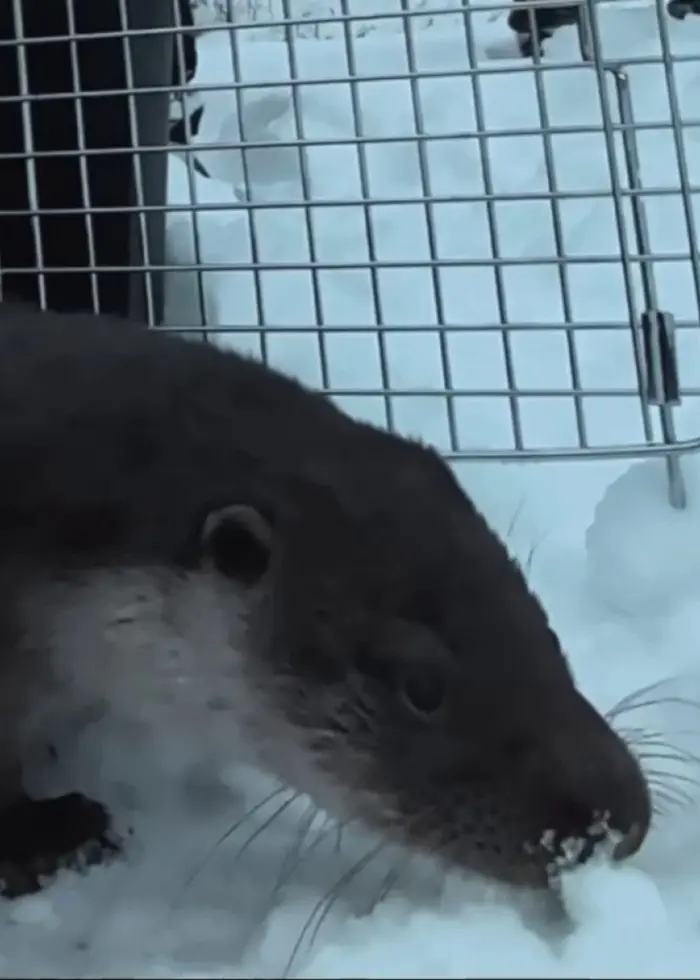En utter som letar sig ut från en bur. Inne i buren syns en filt och marken är täckt av snö.