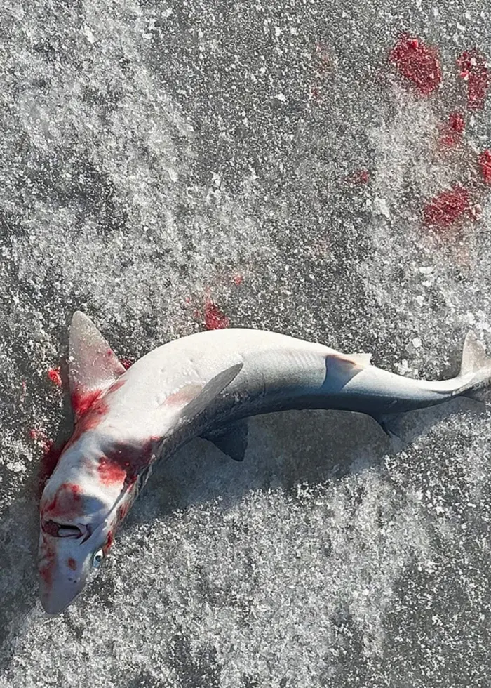 En död pigghaj ligger på en frusen sjö med blodfläckar runt sig. I bakgrunden syns en frusen vattenfallsmiljö med is och snö, omgiven av klippor och skog.