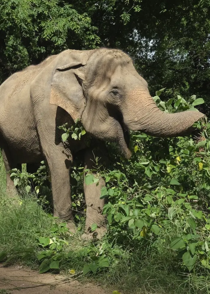 Arkivbild: Elefanter i Thailand.