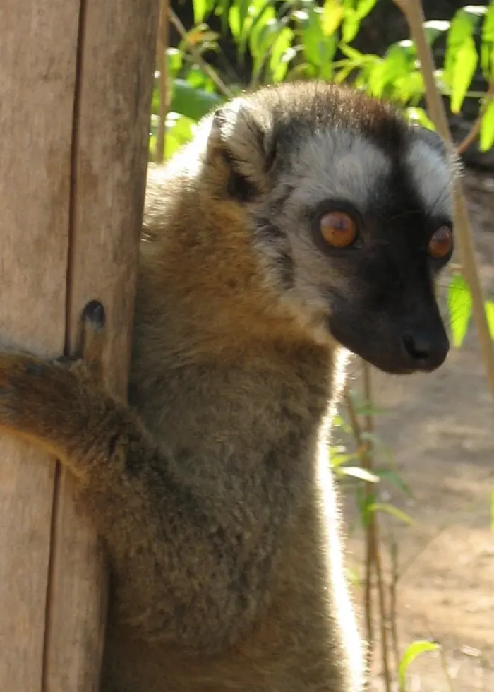 Lemur kikar fram bakom stolpe, lång svart nos, ljusbruna ögon