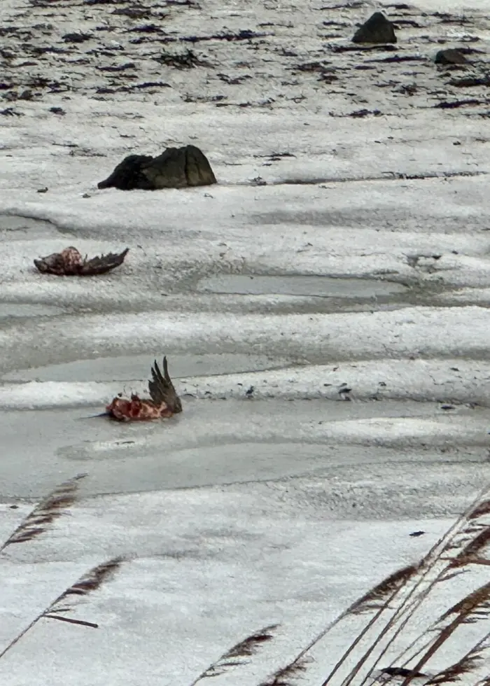 Flera döda fåglar ligger utspridda på en frusen mark i Skillinge. I förgrunden syns vass och isfläckar. Misstankar finns om att fågelinfluensa kan vara orsaken till fåglarnas död.