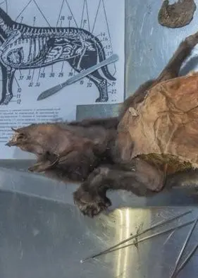 Upphittad sibirisk vargunge som legat bevarad i sibirisk permafrost.