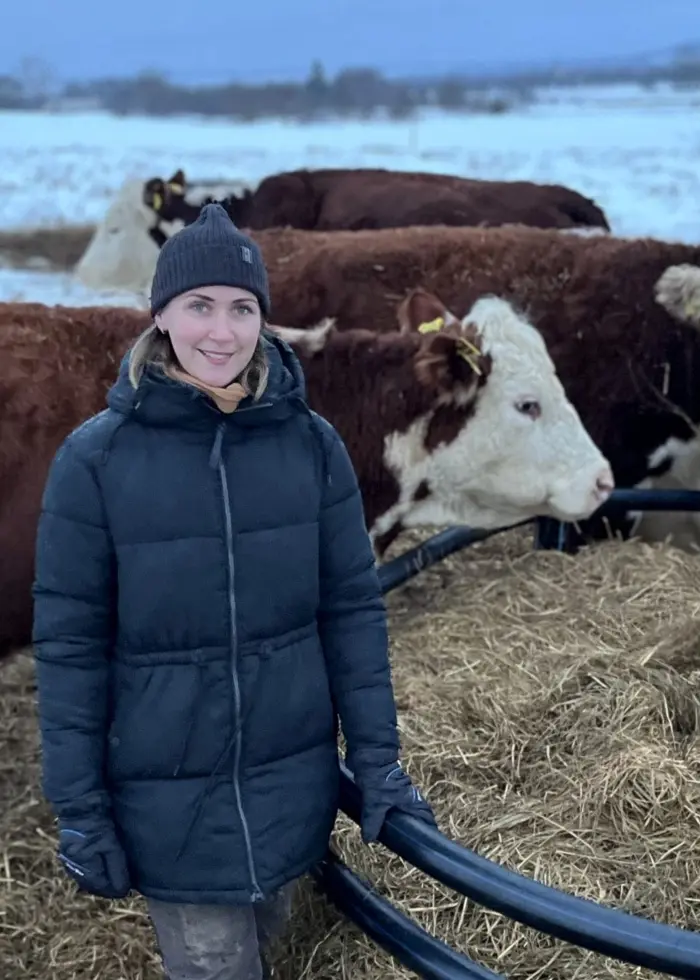 En kvinna klädd i vinterkläder står framför en grupp brunvita kor som äter hö från en rund foderhäck. Landskapet i bakgrunden är snötäckt med träd och öppna fält synliga.