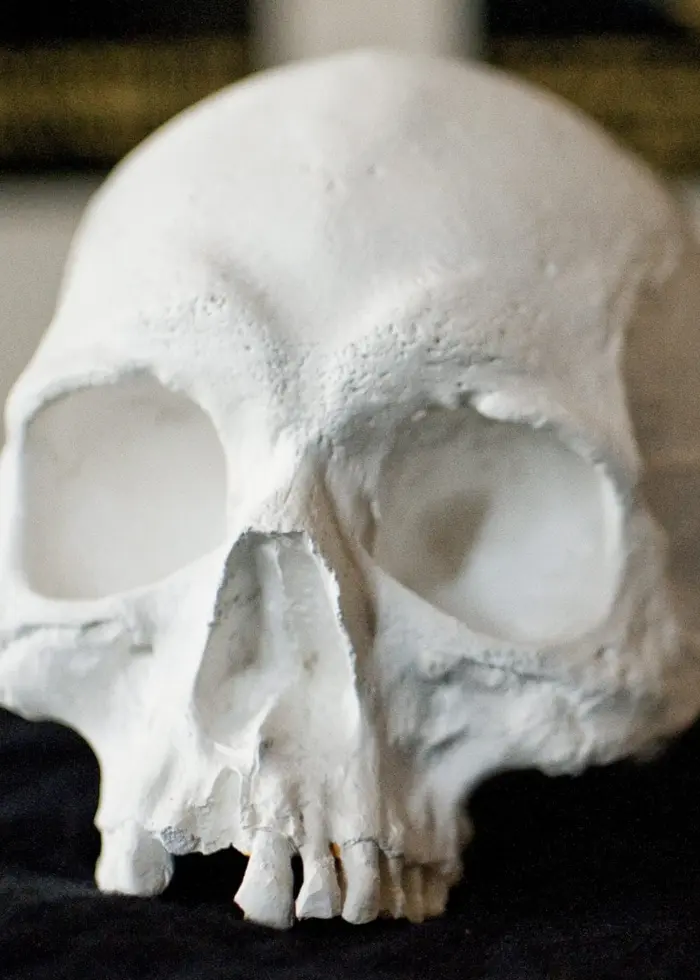 En gipsavgjutning av ett kranium och en käke ligger på ett svart underlag. Kraniet är detaljrikt och visas upp för att illustrera historiska fynd.