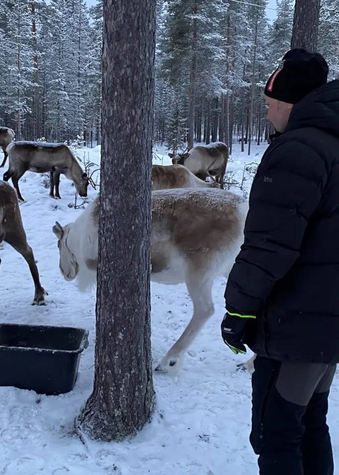 Renar som äter ur svart tråg i snöig skog
