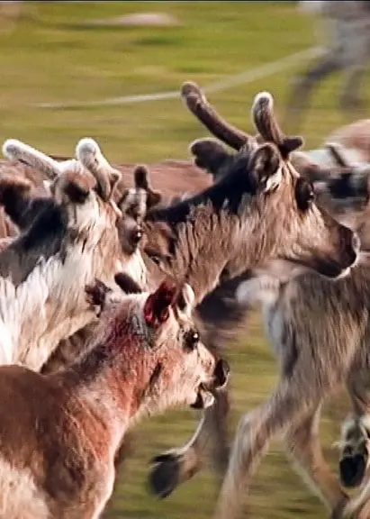 Renar, kalvmärkning