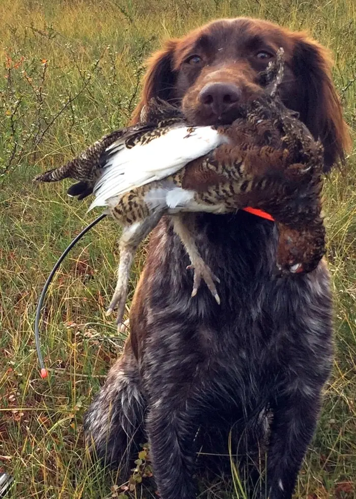 En hund med en ripa i munnen.