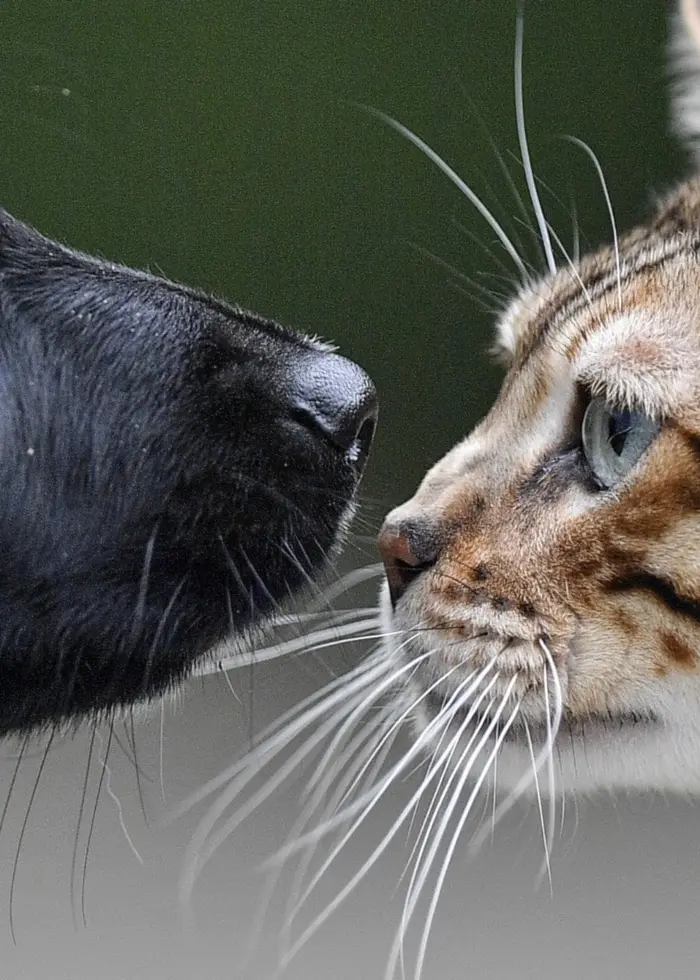 Bild på veterinären Jonas Vidarsson i sitt undersökningsrum, samt en hund och en katt som står nos mot nos med varandra.
