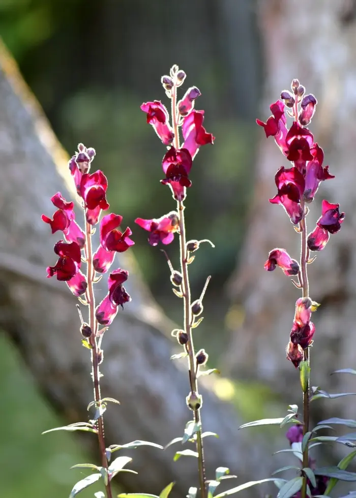 Mörkröda lejongap i en villaträdgård