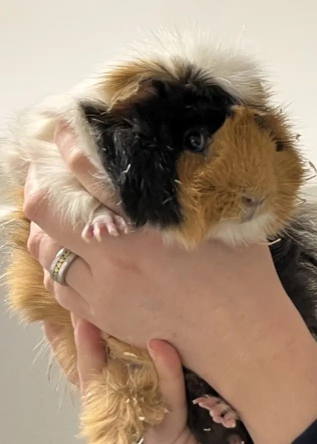 Linnea Stålhandske på Djurens Vänner  håller upp ett marsvin med brun, svart och vit päls i en inomhusmiljö.