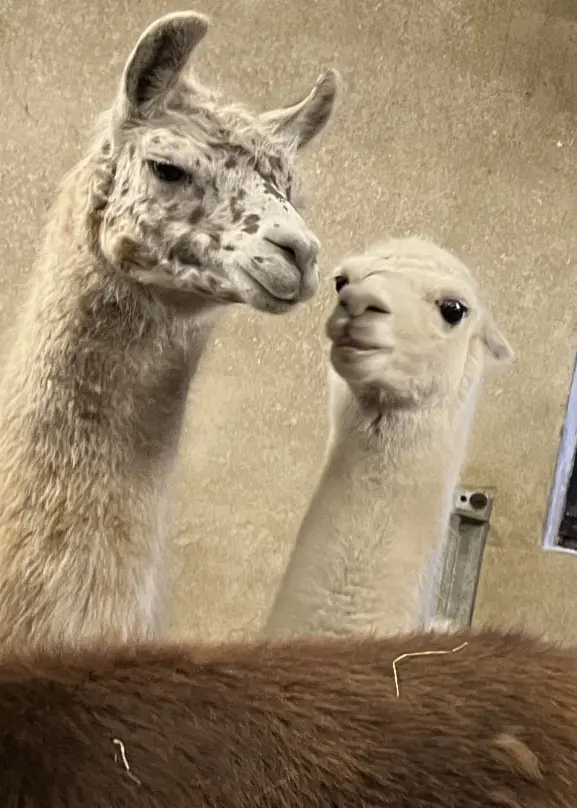 En person står i en inomhusmiljö med flera lamor i bakgrunden. Lamorna tittar nyfiket framåt, och personen håller en ljus hink i handen.