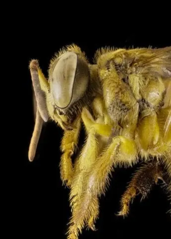 Närbild på ett gaddlöst bi mot svart bakgrund. Biet har en gulaktig kropp med genomskinliga vingar och tydliga detaljer på kroppen.