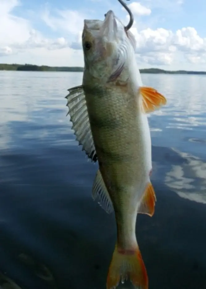 Bild på fångad abborre