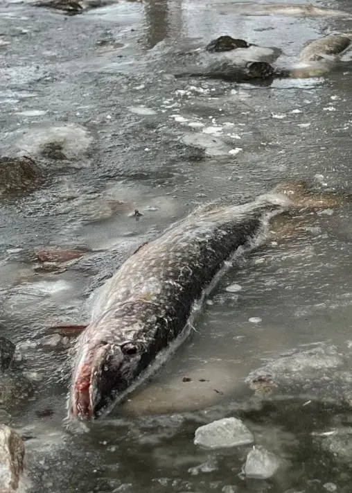 Frysta gäddor i Ekholmnässjön