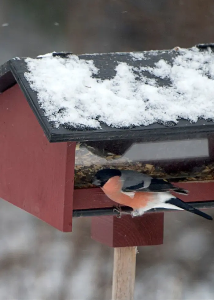 en fågel som sitter vid en snötäckt röd fågelholk och äter.