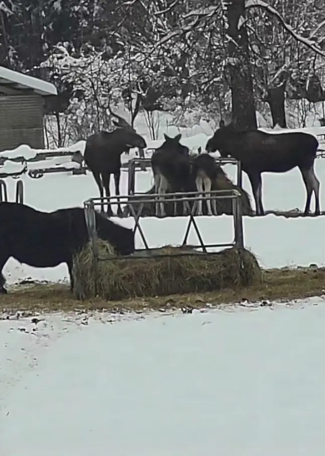 En vinterbild med flera älgar som äter från höbalar på en snöig gård. I bakgrunden syns träd och byggnader. Till vänster syns en person klädd i mörka kläder bredvid ett staket.