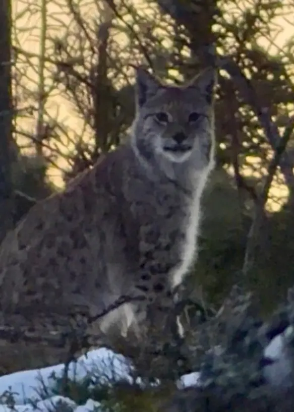 Bildcollage med två bilder. Till vänster syns ett lodjur i en skog med snö och solljus i bakgrunden. Till höger en person med långt blont hår klädd i vinterkläder, stående i ett snölandskap vid solnedgång.
